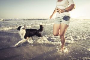 dog and beach 