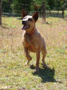 daisy hill vet dog exercising