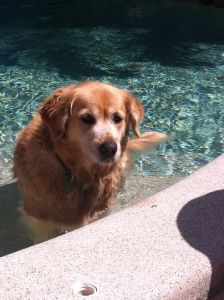 dog in pool 