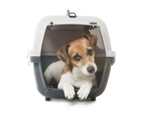 dog travelling in carrier