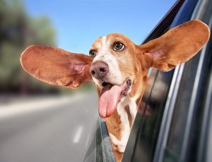 dog travelling in car