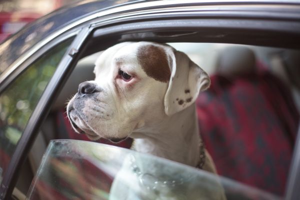 dog in car