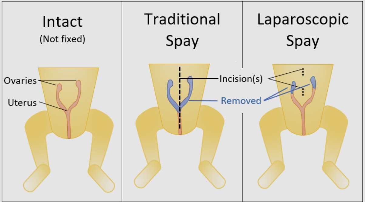 Diagram comparing intact, traditional spey and laparoscopic spey