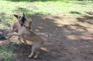 Dogs playing rough 2