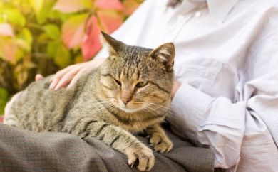 daisy hill vet cat hug