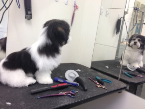 Groom dog Daisy Hill Vet Clinic