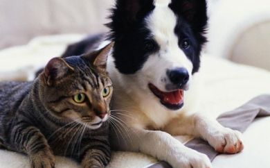 daisy hill vet clinic dog and cat