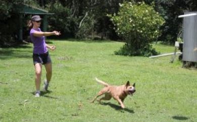 daisy hill vet dog with frisbee