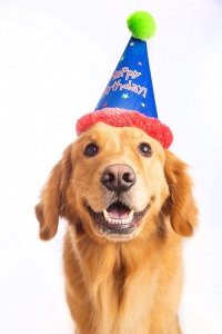 Dog in a party hat