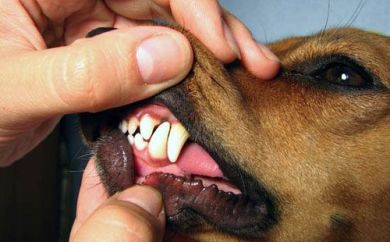 dasiy hill vet dog teeth 2