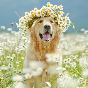 shutterstock 143149360 Dog with flower head