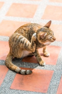 shutterstock 242891077 cat scratching resize