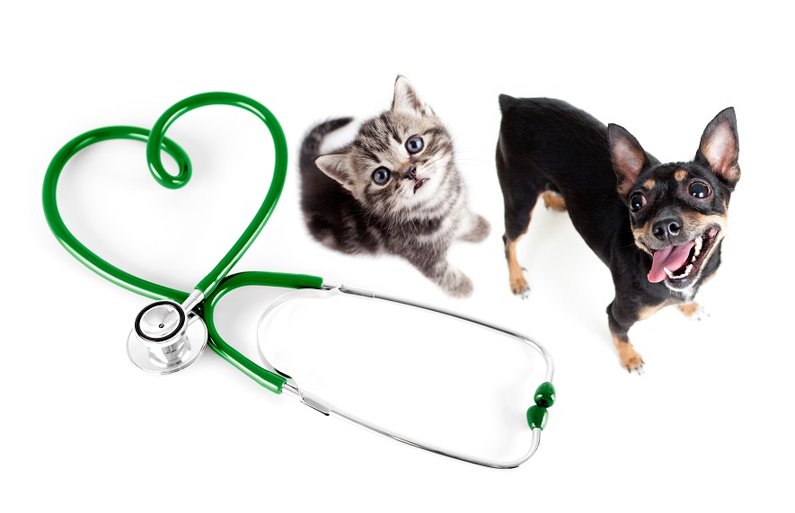 cat and dog wellness clinic