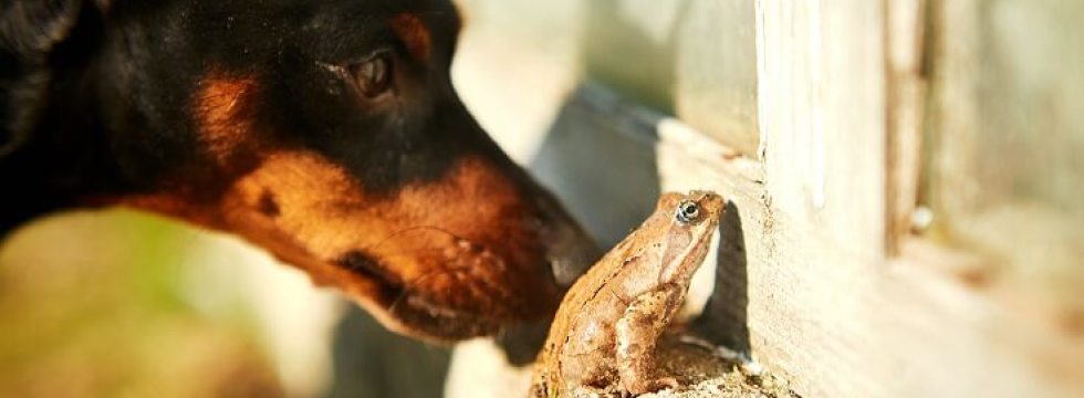 what happens if a dog eats a cane toad