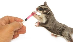suger glider daisy hill min